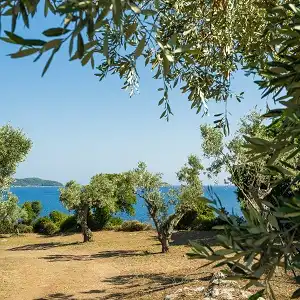 8 Acres with Olive Groves - Achladies - Skiathos - Greece