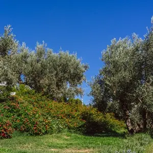 8 Acres with Olive Grove